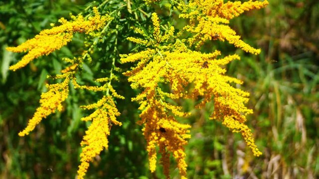 Flowers 1017 Goldenrod Bees West Sand Lake New York