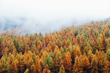 Beautiful autumn landscape with colorful treetops surrounded by white fog. Misty forest. Natural texture for background. © Iryna