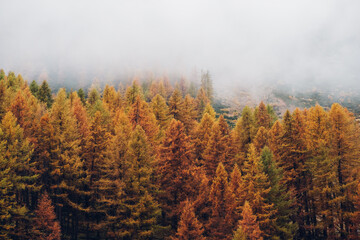 Beautiful autumn landscape with colorful treetops surrounded by white fog. Misty forest. Natural texture for background. © Iryna