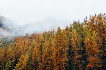 Beautiful autumn landscape with colorful treetops surrounded by white fog. Misty forest. Natural texture for background. © Iryna