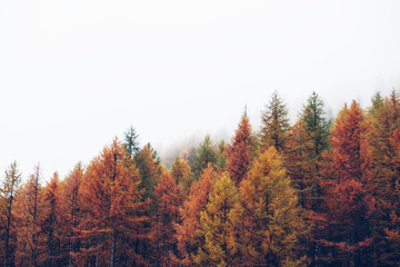 Colorful coniferous treetops in mountain woodland. Natural texture for background with autumn foliage. © Iryna