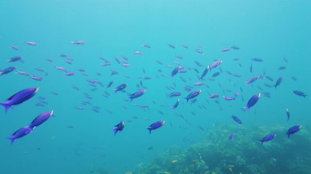 Beautiful underwater world with coral reef and tropical fishes. Leyte, Philippines. Travel vacation concept