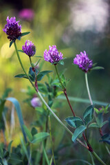 Fototapeta premium Delicate clover flowers in the sunlight. A walk in the summer forest. Beautiful natural background. Blurred green background. The beauty of nature. Summer landscape.