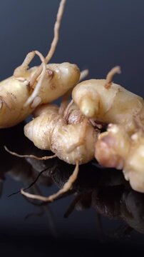 Fresh Ginger Root (Zingiber officinale) Organic Herbal Spice, Ayurvedic Medicinal Ingredient, Natural Antioxidant, Healthy Cooking, and Wellness