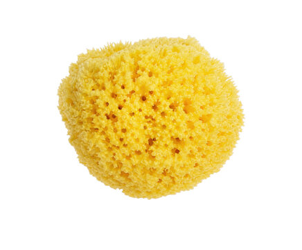 Natural yellow sea sponge isolated on a white background for bathing and cleaning