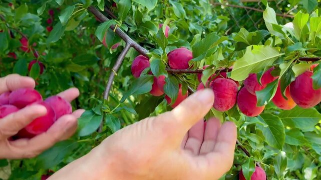 Woman's hands picking the cherry plums from the tree twig close up view