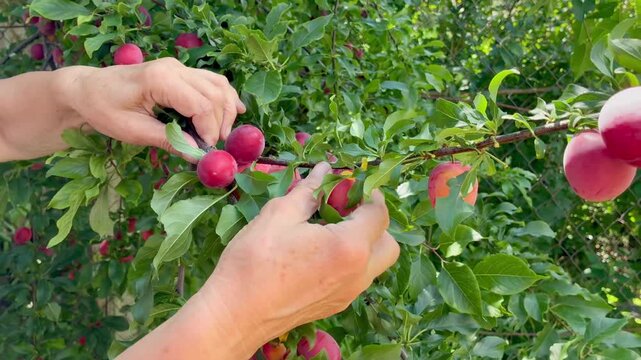 Woman's hands picking the cherry plums from the tree twig close up view