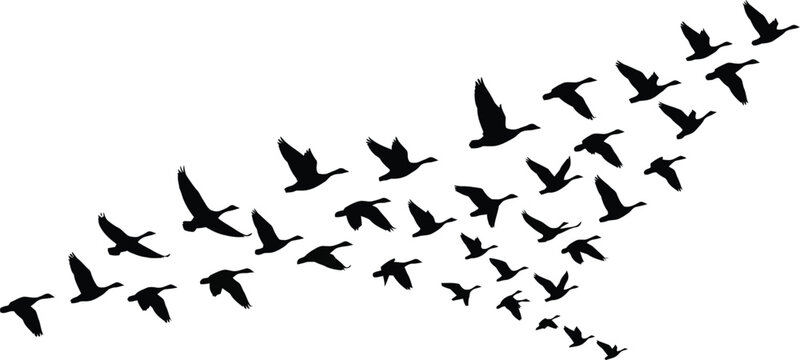 Flock of Migrating Birds Silhouette Vector Illustration