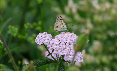 macro of a male Lycaena tityrus the sooty copper butterfly on achillea millefolium © lotusblüte17