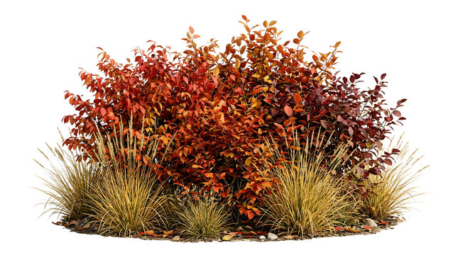 Decorative autumn shrubs with vibrant orange, red, and golden foliage isolated on white background, dense bushy garden plants, seasonal fall vegetation, colorful ornamental branches, natural landscapi