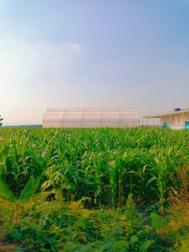 Lush Green Corn Field with Modern Greenhouse under a Clear Blue Sky