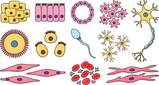 Human cell types anatomy diagram set with neuron blood muscle epithelial sperm and bone cells vector cartoon icon collection