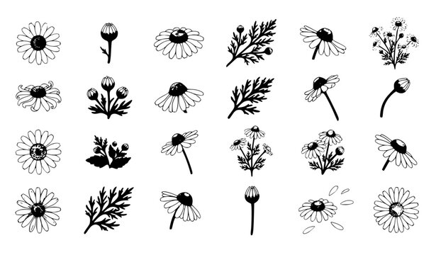 Flying Chamomile Daisy Flowers Botanical Vector Collection for Herbal Medicine Design