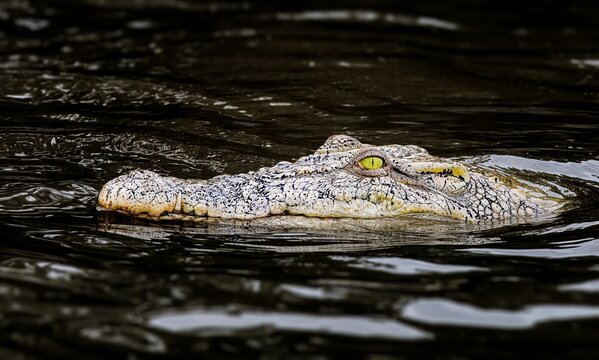 The saltwater crocodile is a crocodilian native to saltwater habitats, brackish wetlands and freshwater rivers from India's east coast across Southeast Asia and the Sundaland to northern Australia.