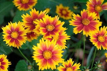 Fototapeta premium Red and yellow Coreopsis tickseed ‘Solar Jewel’ in flower.