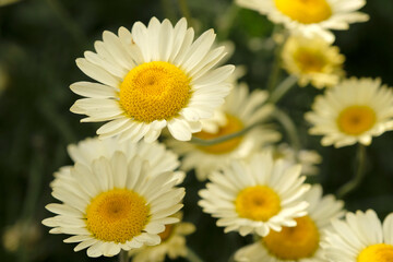 Obraz premium Yellow Anthemis tinctoria, also known as dyer's chamomile or oxeye chamomile ‘Sauce Hollandaise’ in flower.