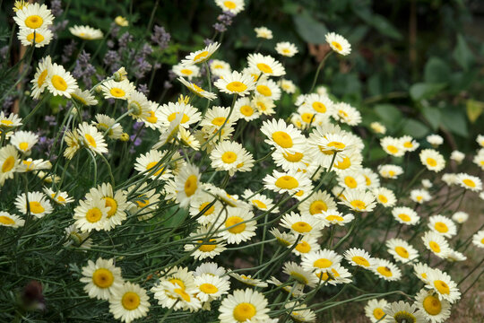 Yellow Anthemis tinctoria, also known as dyer's chamomile or oxeye chamomile &lsquo;Sauce Hollandaise&rsquo; in flower.