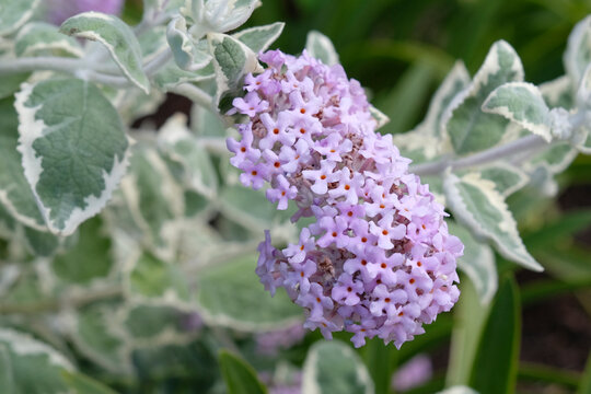 Lilac purple Buddleja crispa, Himalayan butterfly bush &lsquo;Stone House Cottage&rsquo; in flower.