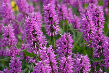 Fototapeta premium Purple Betonica officinalis, betony ‘Hummelo’ in flower.