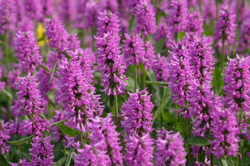 Obraz premium Purple Betonica officinalis, betony ‘Hummelo’ in flower.
