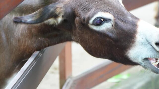 a small brown donkey in a zoo enclosure