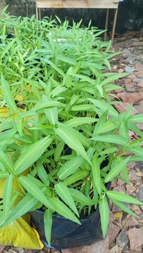 Water spinach