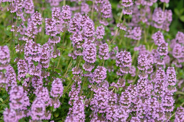 Fototapeta premium Thymus serpyllum, purple creeping thyme or Breckland thyme in flower.