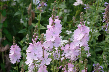 Obraz premium Pale pink Sidalcea ‘Elsie Heugh’ Prairie Mallow, in flower.
