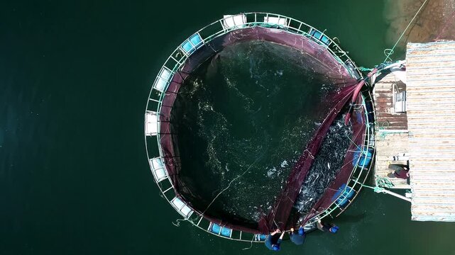 Aerial footage of trout gathered inside a circular net pen for harvesting. The scene shows fish farming, aquaculture production, coordinated teamwork, and an intensive seafood operation in open water.