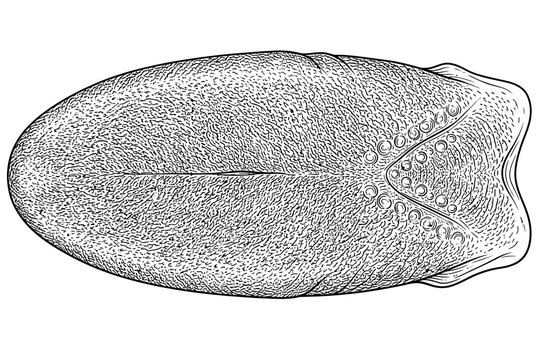 Human tongue anatomy showing taste buds and sensory surface
