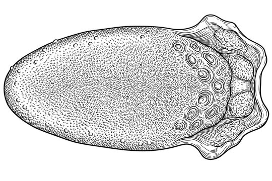 Human tongue anatomy showing taste buds and sensory surface