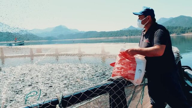Trout feeding is shown in floating cages on a reservoir. A worker distributes feed as active fish gather at the surface, highlighting modern aquaculture and daily routines in commercial trout farming.
