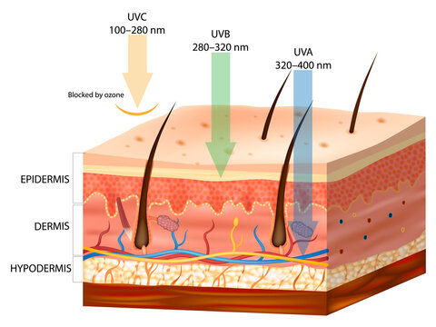 Ultraviolet Radiation Penetration into Human Skin Showing UVC, UVB, and UVA Depth Medical Illustration. UV Radiation Effects on Skin with Epidermis, Dermis, and Hypodermis Anatomy