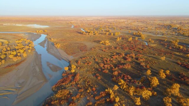 Autumn Aerial View of Desert Lake and Populus Euphratica Forest at Lop Nur Village, Yuli, Xinjiang, China