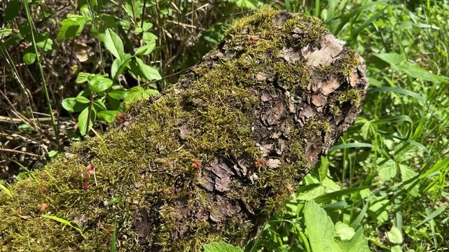 Moss covered decaying tree trunk in sunlit woodland