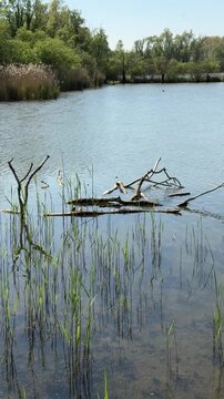 Peaceful wetland lake with reeds and fallen branches