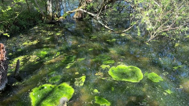 Sunlit woodland pond with floating algae and tree reflections