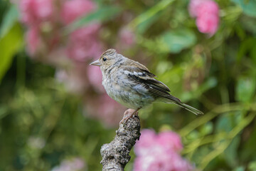 Small bird perched on a textured branch with soft pink flowers in the background © StefansFotoGalerij