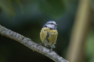 A small blue tit bird perched on a mossy tree branch in the forest © StefansFotoGalerij