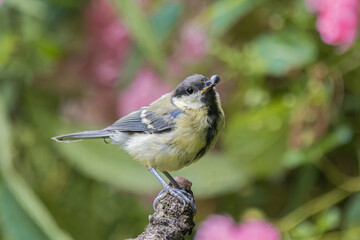 Great tit bird perched on a branch with a berry in its beak © StefansFotoGalerij