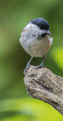 Small bird with black cap perched on a weathered tree branch in soft focus © StefansFotoGalerij