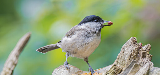 Small marsh tit bird perched on a branch holding a berry in its beak © StefansFotoGalerij
