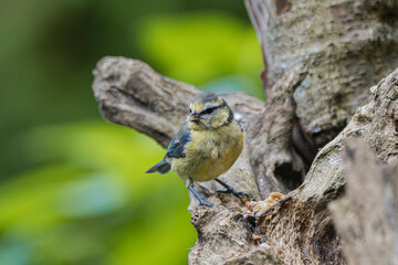 Small blue tit perched on a rough tree branch with blurred green background © StefansFotoGalerij