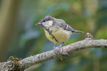 Great tit perched on a mossy tree branch in soft natural light © StefansFotoGalerij