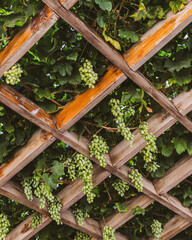 Green grape clusters hanging from wooden pergola with lush vine leaves in Samarkand, Uzbekistan © Nargiza