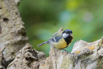 Great tit bird perched on a weathered tree stump with food in its beak © StefansFotoGalerij