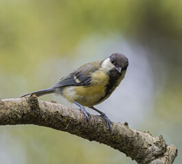 Great tit perched on a mossy tree branch in soft natural light © StefansFotoGalerij