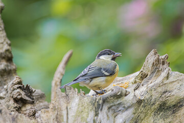 Great tit perched on weathered wood with soft green bokeh background © StefansFotoGalerij