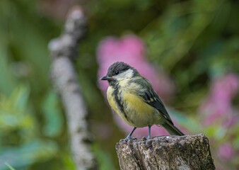 Great tit perched on a weathered tree stump in a garden with soft pink flowers © StefansFotoGalerij