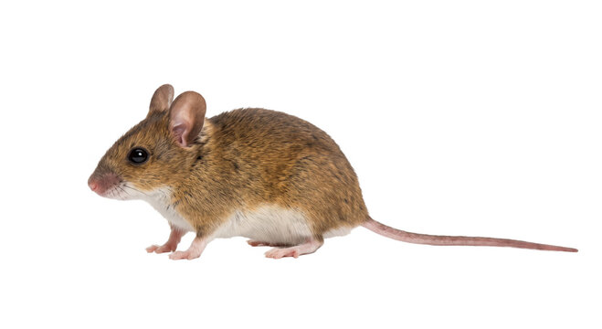 Small brown mouse with large ears and a long tail on a white background
